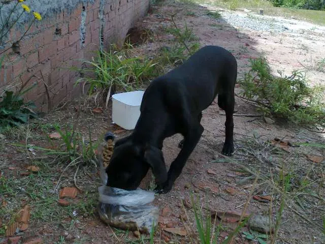 Cachorro ra a vira lata idade 2 a 6 meses nome sem