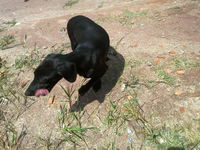 Cachorro ra a vira lata idade 2 a 6 meses nome sem