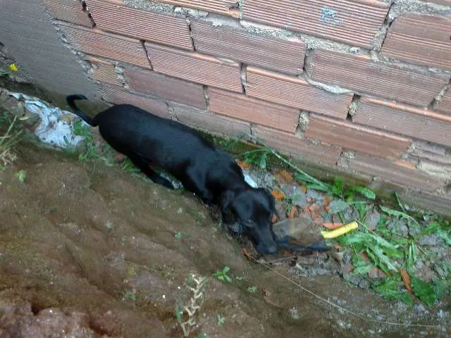Cachorro ra a vira lata idade 2 a 6 meses nome sem