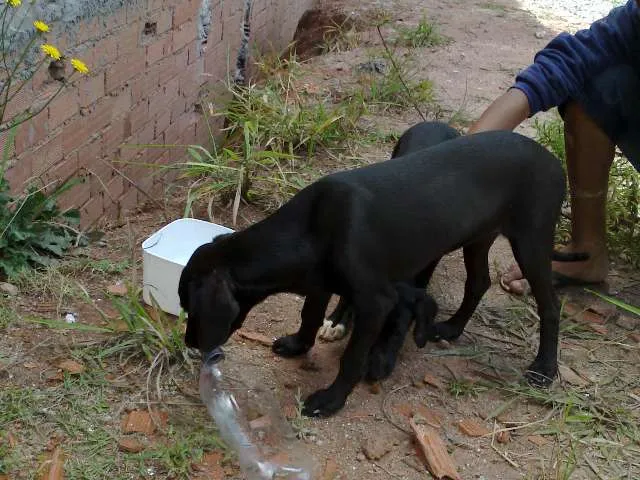 Cachorro ra a vira lata idade 2 a 6 meses nome sem