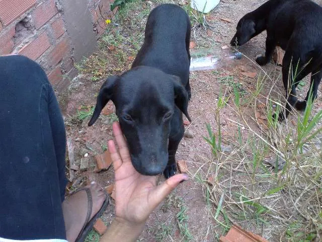 Cachorro ra a vira lata idade 2 a 6 meses nome sem