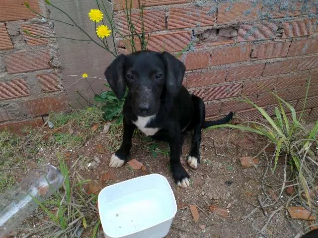 Cachorro ra a vira lata idade 2 a 6 meses nome sem