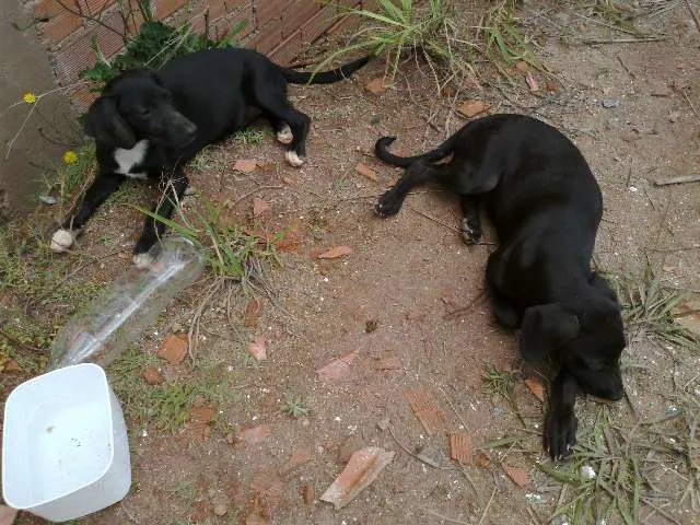 Cachorro ra a vira lata idade 2 a 6 meses nome sem