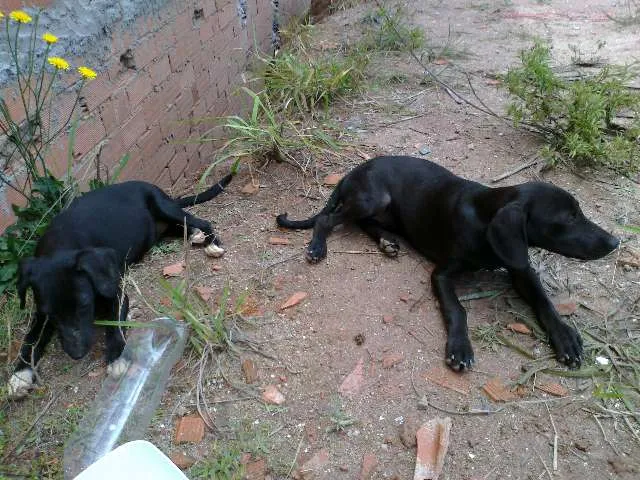 Cachorro ra a vira lata idade 2 a 6 meses nome sem