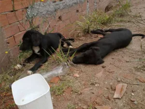 Cachorro raça vira lata idade 2 a 6 meses nome sem