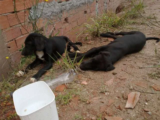 Cachorro ra a vira lata idade 2 a 6 meses nome sem