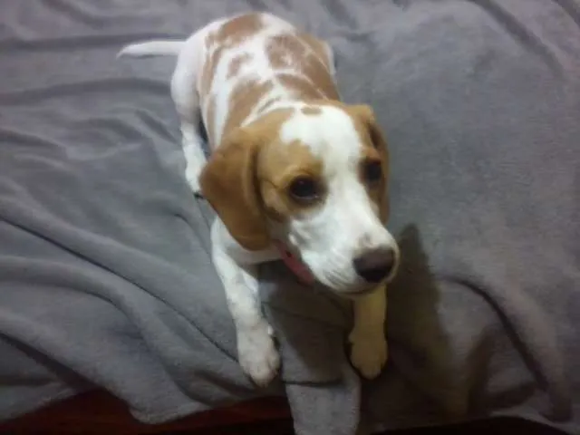 Cachorro ra a beagle idade 7 a 11 meses nome Luma