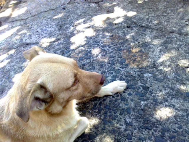 Cachorro ra a vira lata idade 5 anos nome ruan