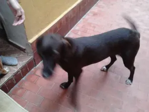 Cachorro raça RSD+Labrador idade 1 ano nome Cissa