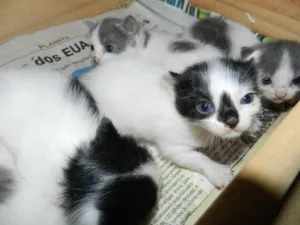 Gato raça sem raça idade Abaixo de 2 meses nome Gatinhos