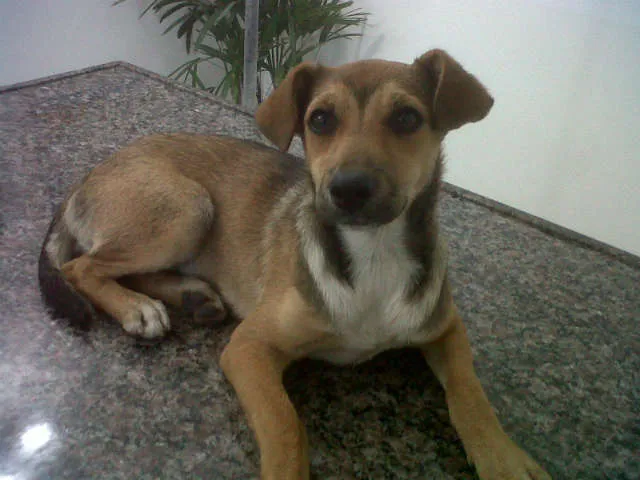 Cachorro ra a SRD idade 2 a 6 meses nome Sem nome