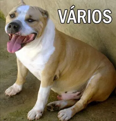 Cachorro raça Diversas idade  nome Vários UPAR