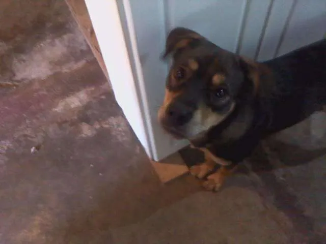 Cachorro ra a  idade 1 ano nome Rhana