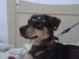 Rhana