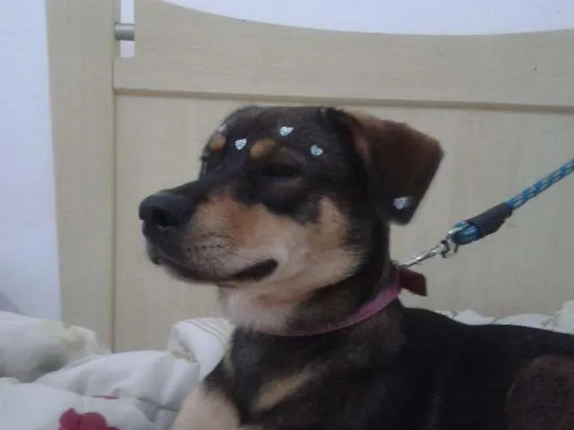 Cachorro ra a  idade 1 ano nome Rhana