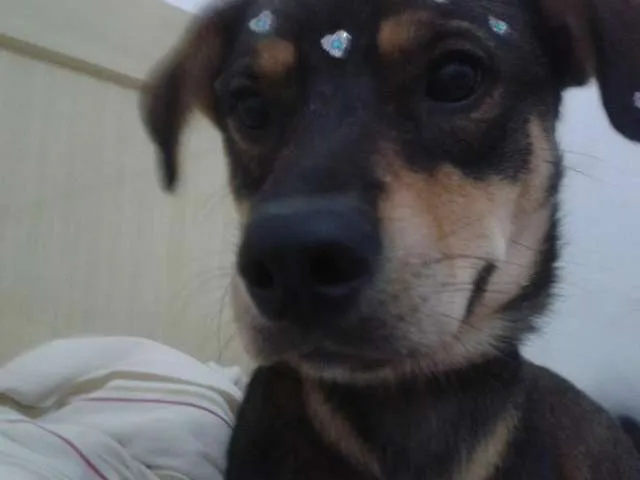 Cachorro ra a  idade 1 ano nome Rhana