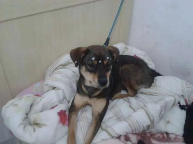 Cachorro ra a  idade 1 ano nome Rhana