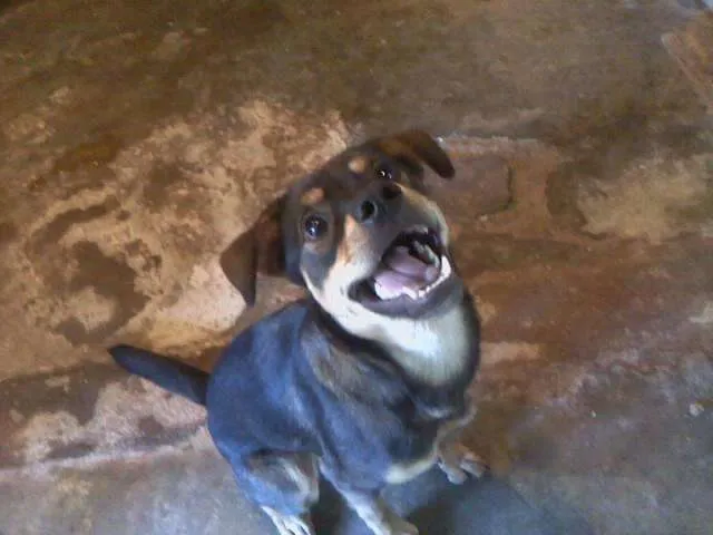 Cachorro ra a  idade 1 ano nome Rhana