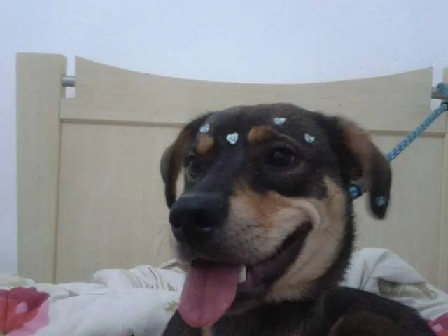 Cachorro ra a  idade 1 ano nome Rhana