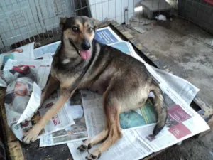 Cachorro raça SRD idade 2 anos nome Risoleta