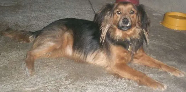 Cachorro ra a SRD idade 3 anos nome Cacau