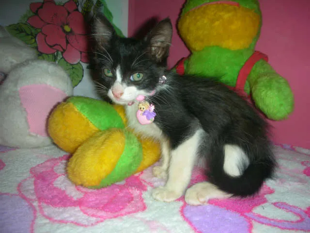 Gato ra a desconheço idade 2 a 6 meses nome lindas gatas