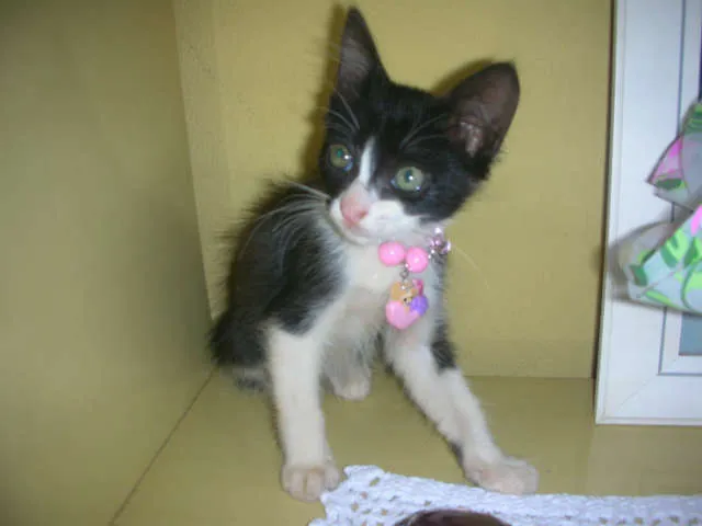Gato ra a desconheço idade 2 a 6 meses nome lindas gatas