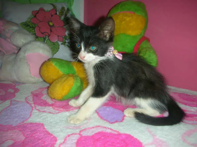 Gato ra a desconheço idade 2 a 6 meses nome lindas gatas