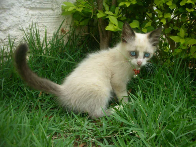 Gato ra a desconheço idade 2 a 6 meses nome lindas gatas