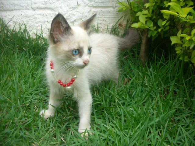 Gato ra a desconheço idade 2 a 6 meses nome lindas gatas