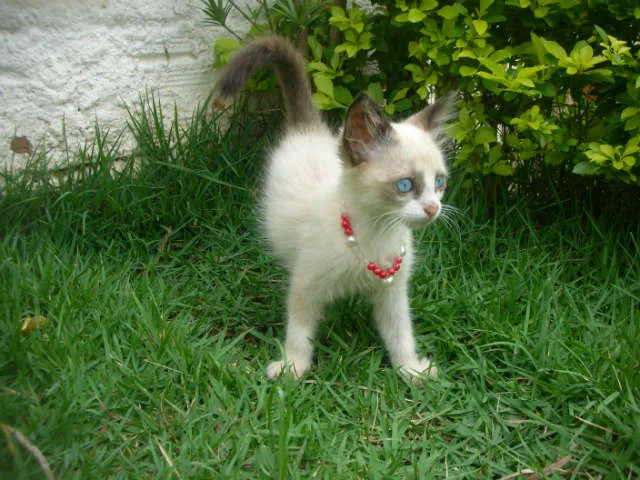 Gato ra a desconheço idade 2 a 6 meses nome lindas gatas