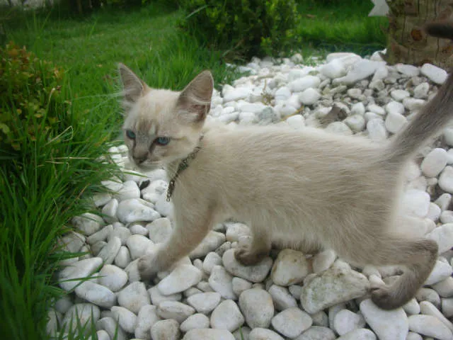 Gato ra a desconheço idade 2 a 6 meses nome lindas gatas