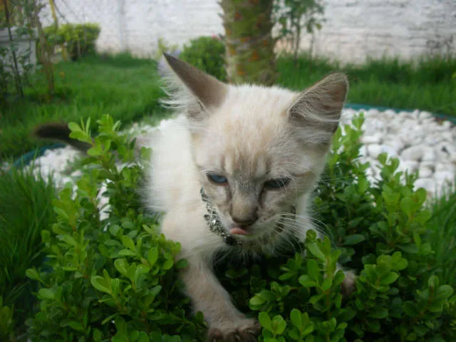 Gato ra a desconheço idade 2 a 6 meses nome lindas gatas