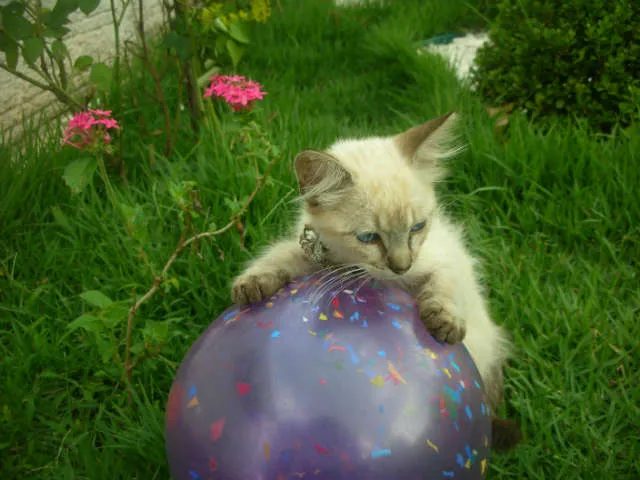 Gato ra a desconheço idade 2 a 6 meses nome lindas gatas