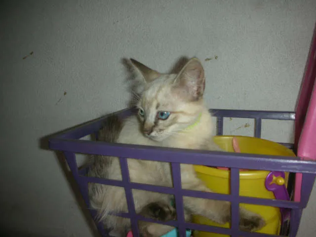 Gato ra a desconheço idade 2 a 6 meses nome lindas gatas