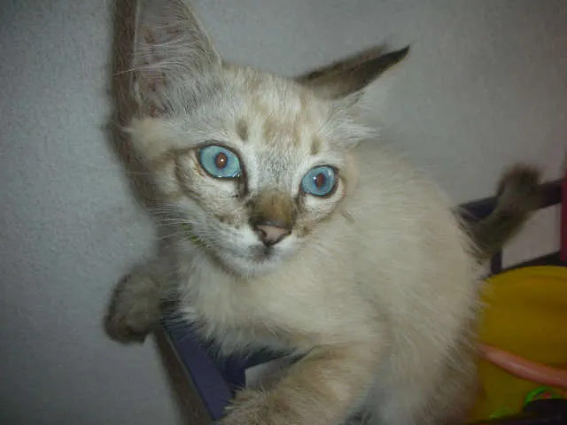 Gato ra a desconheço idade 2 a 6 meses nome lindas gatas