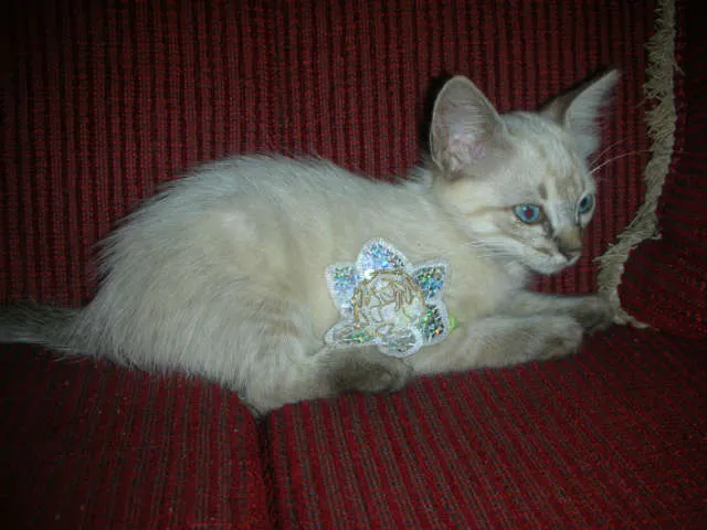 Gato ra a desconheço idade 2 a 6 meses nome lindas gatas