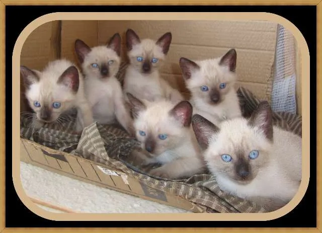 Gato ra a  idade 2 a 6 meses nome Gatinhos