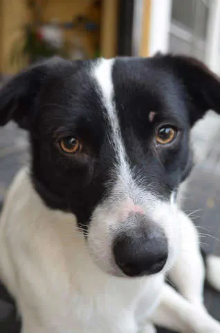 Cachorro ra a não sabemos idade  nome não sabemos