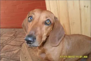 Cachorro raça Basset-Cofap idade 3 anos nome liza GRATIFICA