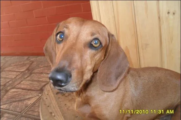 Cachorro ra a Basset-Cofap idade 3 anos nome liza GRATIFICA