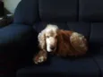 DOAÇÃO COCKER URGENTE