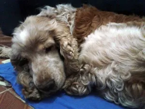 Cachorro raça Cocker idade  nome DOAÇÃO COCKER URGENTE