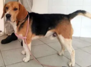Cachorro raça BEAGLE idade  nome ENCONTRADO PROCURA-