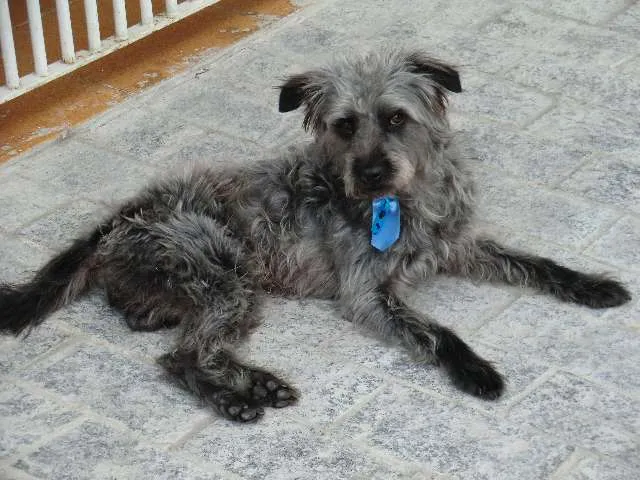 Cachorro ra a SRD idade 5 anos nome Costelinha