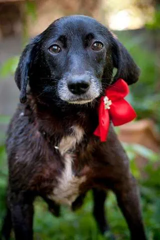 Cachorro ra a SRD idade 5 anos nome Kika