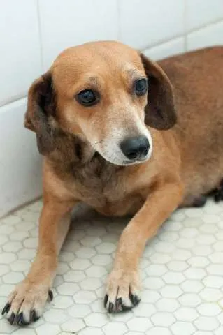 Cachorro ra a SRD idade 3 anos nome Laila
