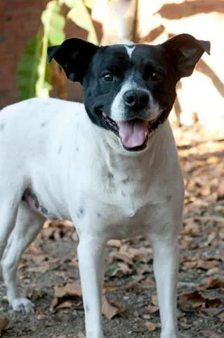 Cachorro ra a SRD idade 2 anos nome Máscara