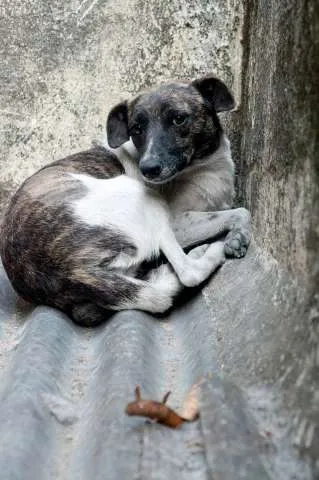Cachorro ra a SRD idade 4 anos nome Gabi