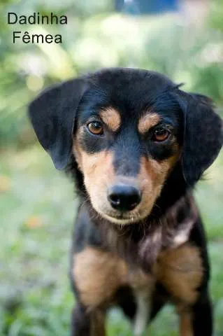 Cachorro ra a SRD idade 2 anos nome Dadinha
